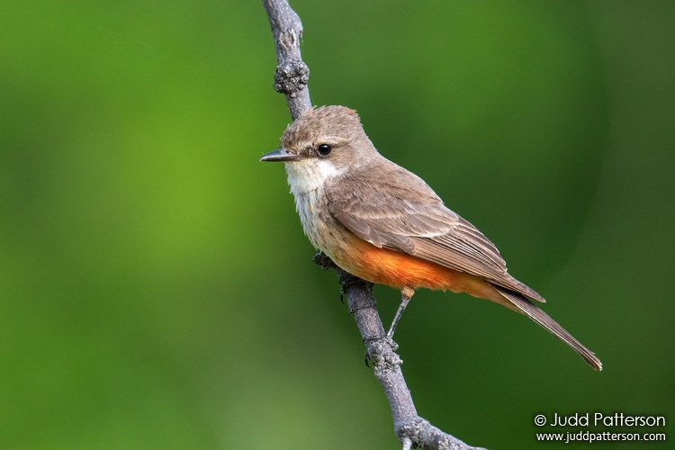 Vermilion Flycatcher, Big Bend National Park, Texas, United States